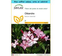 SAFLAX Ensemble-cadeau - Oléandre - 50 graines - Nerium