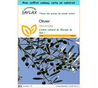 SAFLAX Ensemble-cadeau - Olivier - 20 graines - Olea