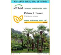 SAFLAX Ensemble-cadeau - Palmier à chanvre - 10 graines - Chamaerops