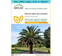 SAFLAX Ensemble-cadeau - Palmier dattier des Canaries - 10 graines - Phoenix