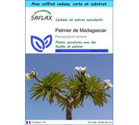 SAFLAX Ensemble-cadeau - Palmier de Madagascar - 10 graines - Pachypodium