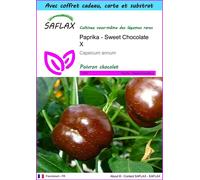 SAFLAX Ensemble-cadeau - Paprika - Sweet Chocolate X - 10 graines - Capsicum