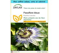 SAFLAX Ensemble-cadeau - Passiflore bleue - 25 graines - Passiflora