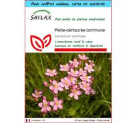 SAFLAX Ensemble-cadeau - Petite-centaurée commune - 250 graines - Centaurium