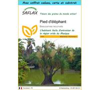 SAFLAX Ensemble-cadeau - Pied d'éléphant - 10 graines - Beaucarnea