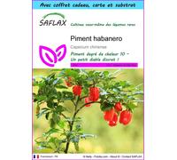 SAFLAX Ensemble-cadeau - Piment habanero - 10 graines - Capsicum