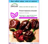 SAFLAX Ensemble-cadeau - Piment habanero chocolat - 10 graines - Capsicum