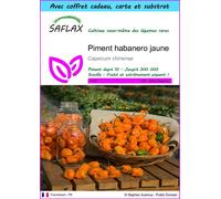 SAFLAX Ensemble-cadeau - Piment habanero jaune - 10 graines - Capsicum