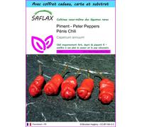 SAFLAX Ensemble-cadeau - Piment - Peter Peppers Pénis Chili - 10 graines - Capsicum