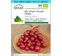 SAFLAX Ensemble-cadeau - Piment - Piccante Cilieglia - 10 graines - Capsicum