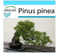 SAFLAX - Ensemble-cadeau - Pin parasol - 6 graines - Avec coffret cadeau, étiquette d'expédition, carte cadeau et substrat de culture - Pinus pinea