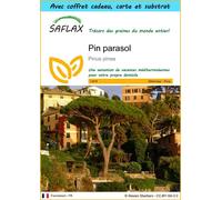 SAFLAX Ensemble-cadeau - Pin parasol - 6 graines - Pinus