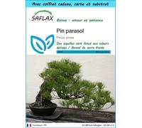 SAFLAX Ensemble-cadeau - Pin parasol - 6 graines - Pinus