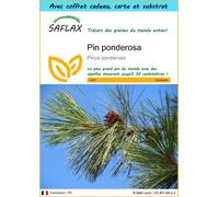 SAFLAX Ensemble-cadeau - Pin ponderosa - 20 graines - Pinus