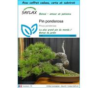 SAFLAX Ensemble-cadeau - Pin ponderosa - 20 graines - Pinus