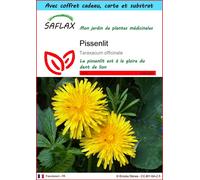 SAFLAX Ensemble-cadeau - Pissenlit - 200 graines - Taraxacum