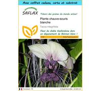SAFLAX Ensemble-cadeau - Plante chauve-souris blanche - 10 graines - Tacca