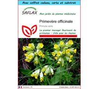 SAFLAX Ensemble-cadeau - Primevère officinale - 100 graines - Primula