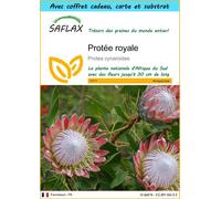 SAFLAX Ensemble-cadeau - Protée royale - 5 graines - Protea