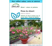 SAFLAX Ensemble-cadeau - Rose du désert - 8 graines - Adenium