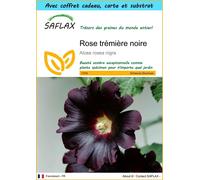 SAFLAX Ensemble-cadeau - Rose trémière noire - 100 graines - Alcea