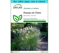 SAFLAX Ensemble-cadeau - Roseau de Chine - 200 graines - Miscanthus