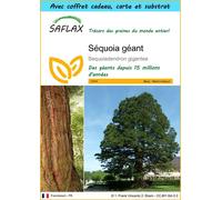 SAFLAX Ensemble-cadeau - Séquoia géant - 50 graines - Sequoiadendron
