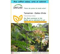 SAFLAX Ensemble-cadeau - Tamarinier - Dattier d'Inde - 4 graines - Tamarindus
