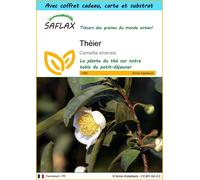 SAFLAX Ensemble-cadeau - Théier - 6 graines - Camellia