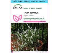 SAFLAX Ensemble-cadeau - Thym commun - 200 graines - Thymus