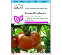 SAFLAX Ensemble-cadeau - Tomate Brandywine - 10 graines - Lycopersicon