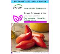 SAFLAX Ensemble-cadeau - Tomate Cornue des Andes - 10 graines - Lycopersicon