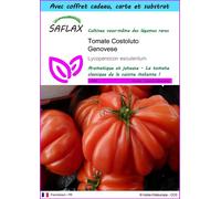 SAFLAX Ensemble-cadeau - Tomate Costoluto Genovese - 10 graines - Lycopersicon