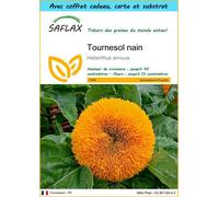 SAFLAX Ensemble-cadeau - Tournesol nain - 40 graines - Helianthus