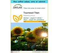 SAFLAX Ensemble-cadeau - Tournesol Titan - 20 graines - Helianthus