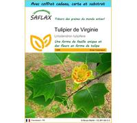 SAFLAX Ensemble-cadeau - Tulipier de Virginie - 20 graines - Liriodendron