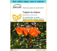 SAFLAX Ensemble-cadeau - Tulipier du Gabon - 30 graines - Spathodea