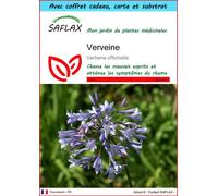 SAFLAX Ensemble-cadeau - Verveine - 250 graines - Verbena