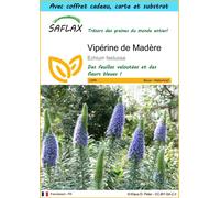 SAFLAX Ensemble-cadeau - Vipérine de Madère - 100 graines - Echium