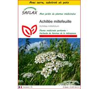 SAFLAX Ensemble de culture - Achillée millefeuille - 200 graines - Achillea