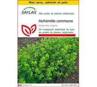 SAFLAX Ensemble de culture - Alchémille commune - 100 graines - Alchemilla
