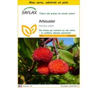 SAFLAX Ensemble de culture - Arbousier - 50 graines - Arbutus