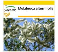 SAFLAX - Ensemble de culture - Arbre à thé - 400 graines - Avec mini serre, substrat de culture et 2 pots - Melaleuca alternifolia
