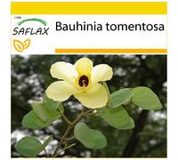 SAFLAX - Ensemble de culture - Arbre aux tulipes - 30 graines - Avec mini serre, substrat de culture et 2 pots - Bauhinia tomentosa