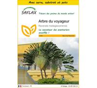 SAFLAX Ensemble de culture - Arbre du voyageur - 8 graines - Ravenala