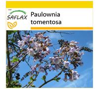 SAFLAX - Ensemble de culture - Arbre impérial - 200 graines - Avec mini serre, substrat de culture et 2 pots - Paulownia tomentosa