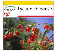 SAFLAX - Ensemble de culture - Baie de goji - 200 graines - Avec mini serre, substrat de culture et 2 pots - Lycium chinensis