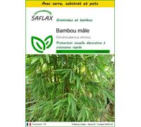 SAFLAX Ensemble de culture - Bambou mâle - 50 graines - Dendrocalamus