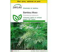 SAFLAX Ensemble de culture - Bambou Moso - 20 graines - Phyllostachys