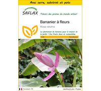 SAFLAX Ensemble de culture - Bananier à fleurs - 8 graines - Musa